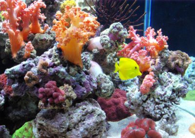 Picture of a sea water aquarium with one bright fish