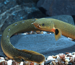 Rope eel