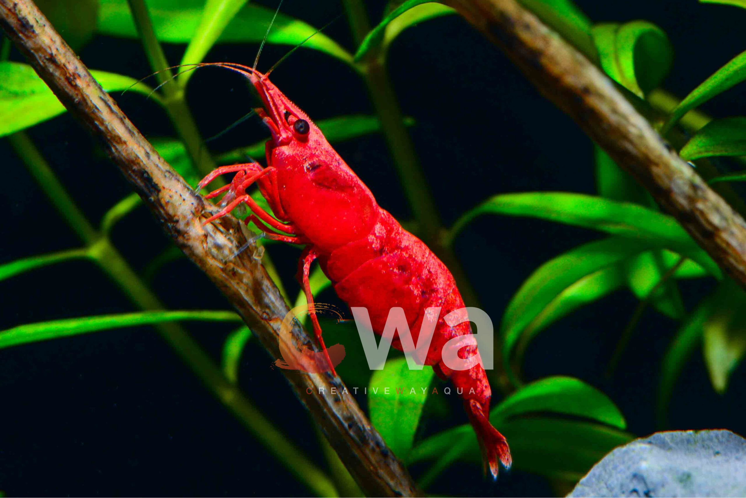 image of a red shrimp