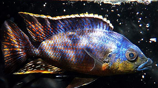 Een vis van de soort Aulo Stuart in een aquarium