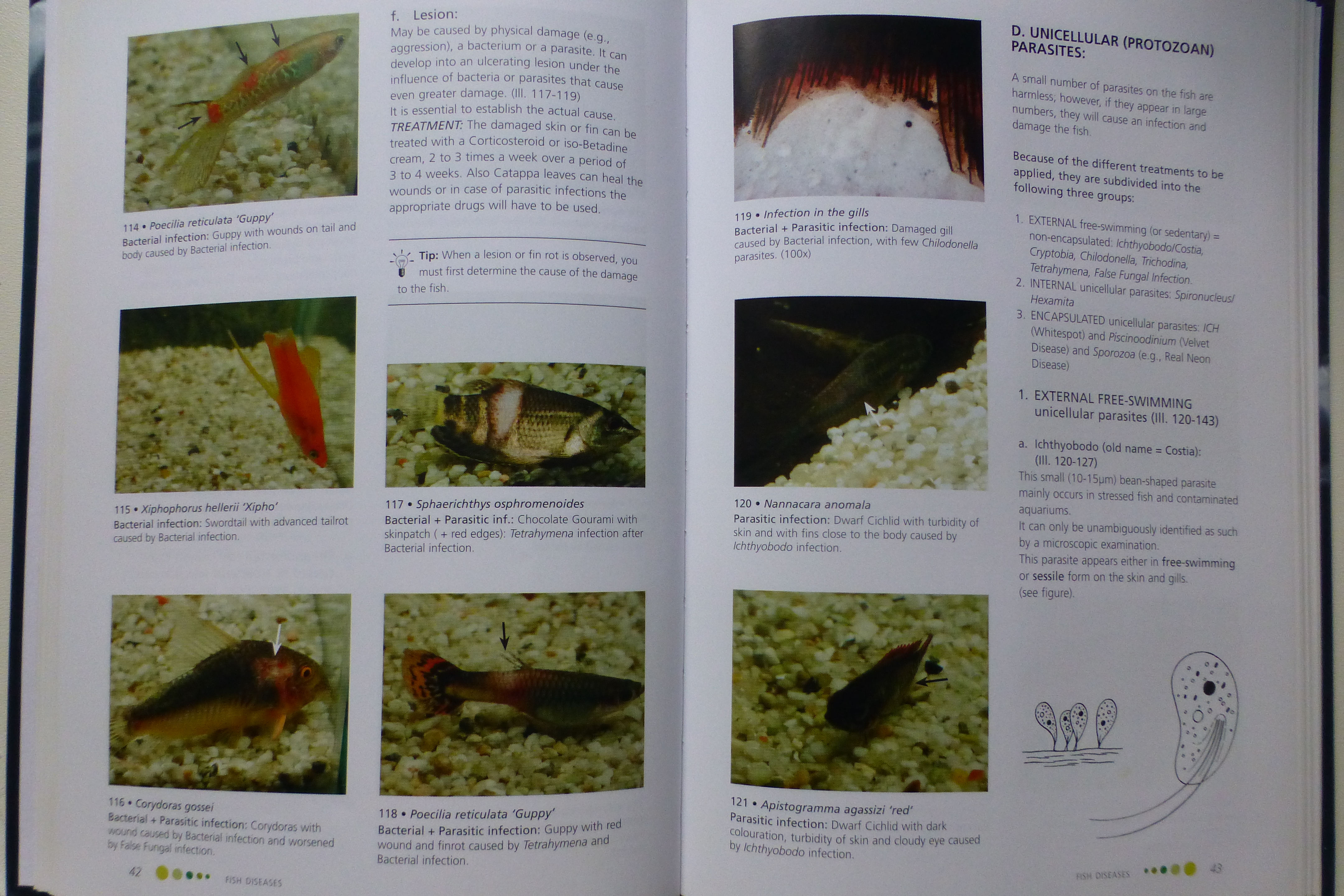 English book The practical guide to fish diseases opened on page 42